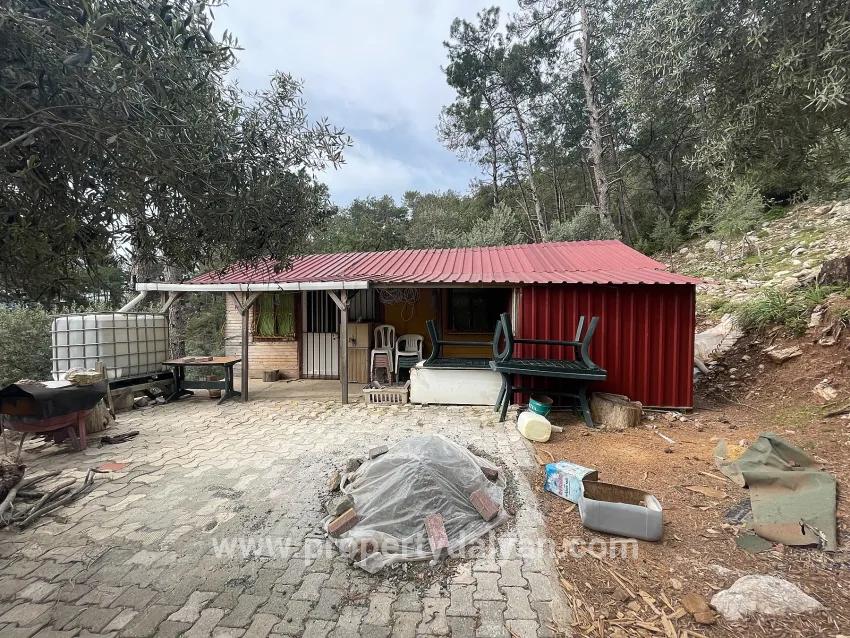 Feld Zu verkaufen in Ekincik Bz. Köyceğiz - Olive-Zonierung - 7.000 m²