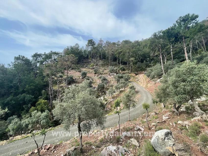 Feld Zu verkaufen in Ekincik Bz. Köyceğiz - Olive-Zonierung - 7.000 m²