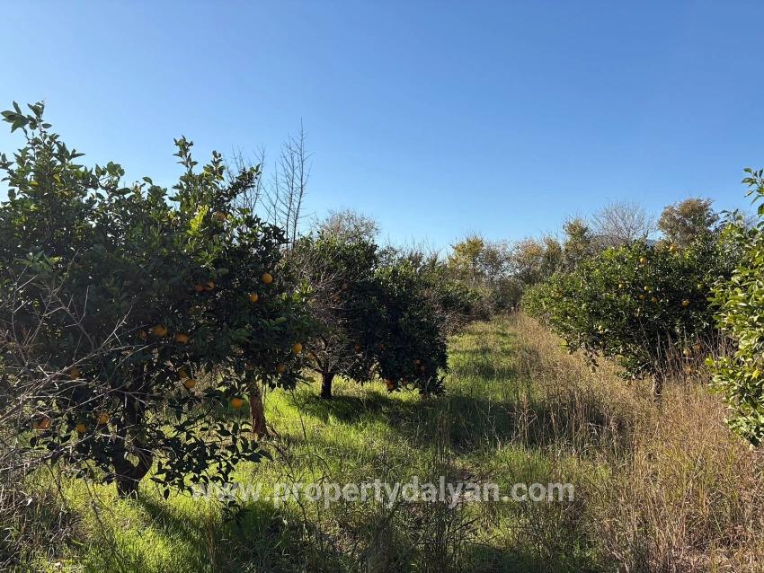 Feld Zu verkaufen in Dalyan Bz. Ortaca - Feld-Zonierung - 4.541 m²