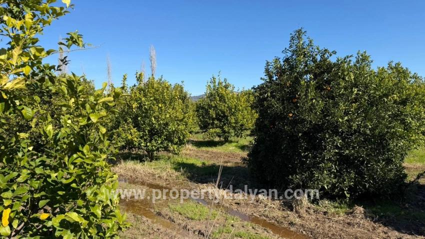 Land Zu verkaufen in Okçular Bz. Ortaca - Gehäuse-Zonierung - 2.218 m²
