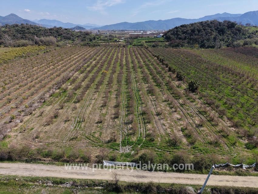 Feld Zu verkaufen in Eskiköy Bz. Ortaca - Feld-Zonierung - 16.710 m²