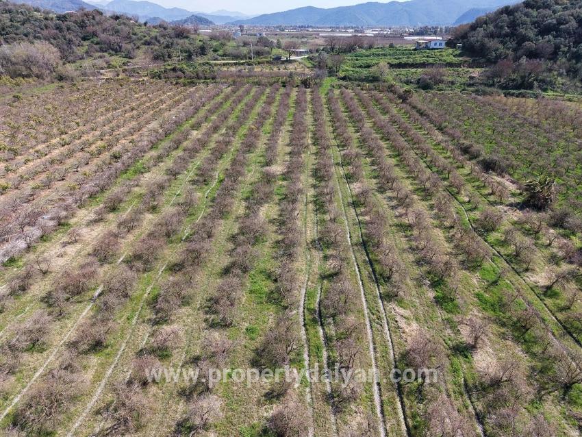 Feld Zu verkaufen in Eskiköy Bz. Ortaca - Feld-Zonierung - 16.710 m²