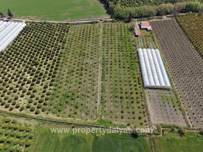 16.000 M² Großer Granatapfelgarten In Eskiköy Zu Verkaufen