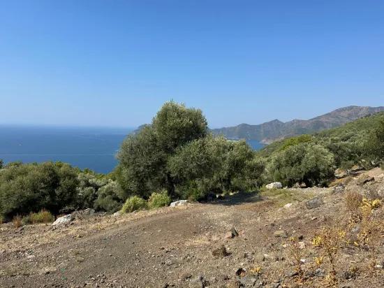 In Çandır mit Meerblick 21.000 m2 zu verkaufen 2b Feld