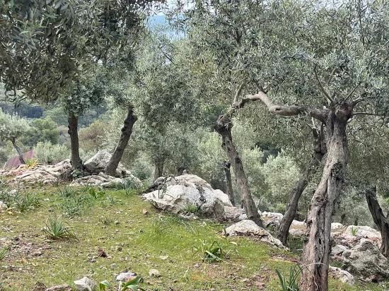 Köyceğiz Ekincik mit Meerblick 7.000m2 2b zu verkaufen Olivenhain