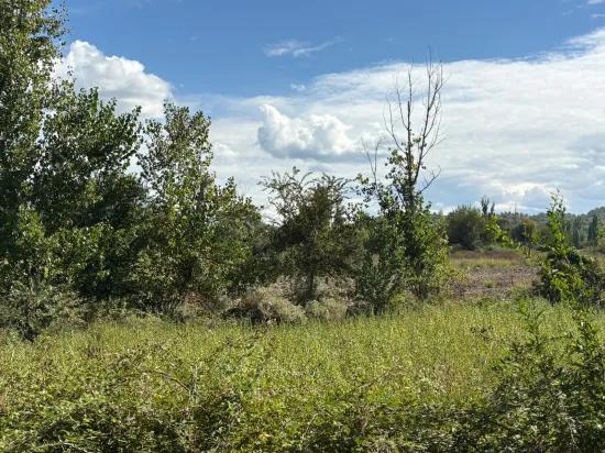 10.500 m2 zum Verkauf Feld In Köyceğiz Zeytinalanı