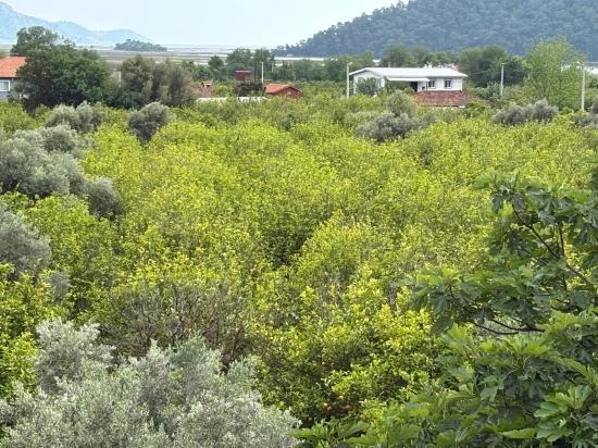In Çandır Mit Meeres- Und Seeblick 1.721m2 Verkaufsfeld