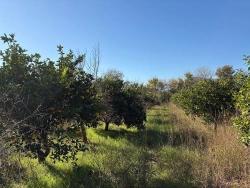 Feld Zu verkaufen in Dalyan Bz. Ortaca - Feld-Zonierung - 4.541 m²