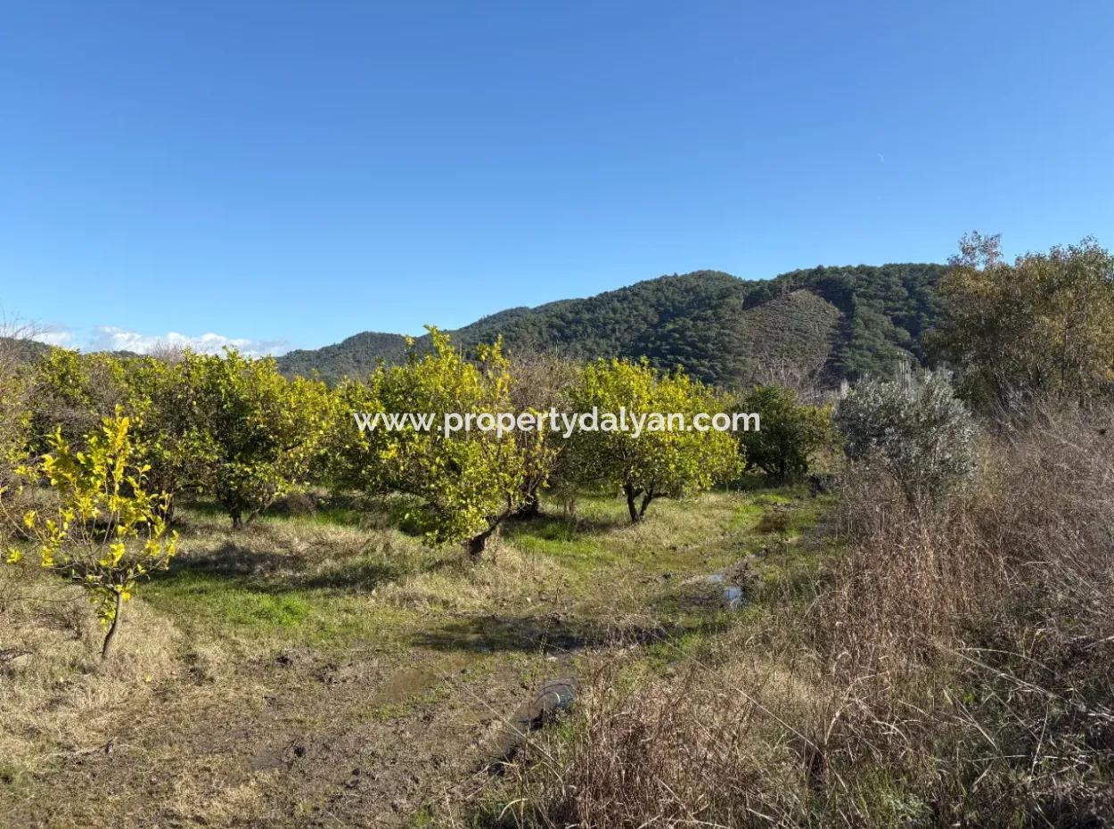 23.000M2 Freistehender Feldgarten Zum Verkauf In Tepearasin,