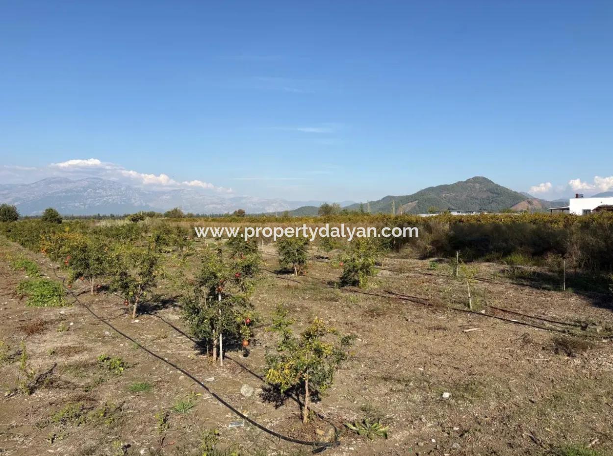 21500M2 Granatapfelgarten Zum Verkauf In Eskiköy