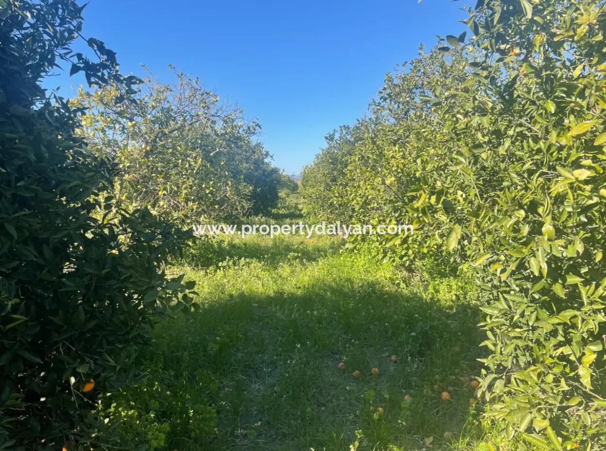 Dalyan Grundstück Zum Verkauf 5227M2 Grundstück Zum Verkauf