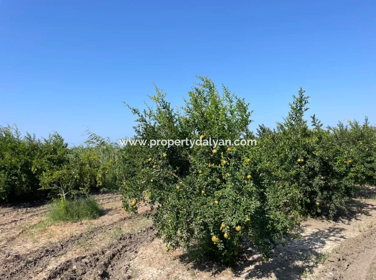 10.000 M2 Granatapfelgarten Zum Verkauf In Dalyan Arıkbaşı Und Gerendüzün