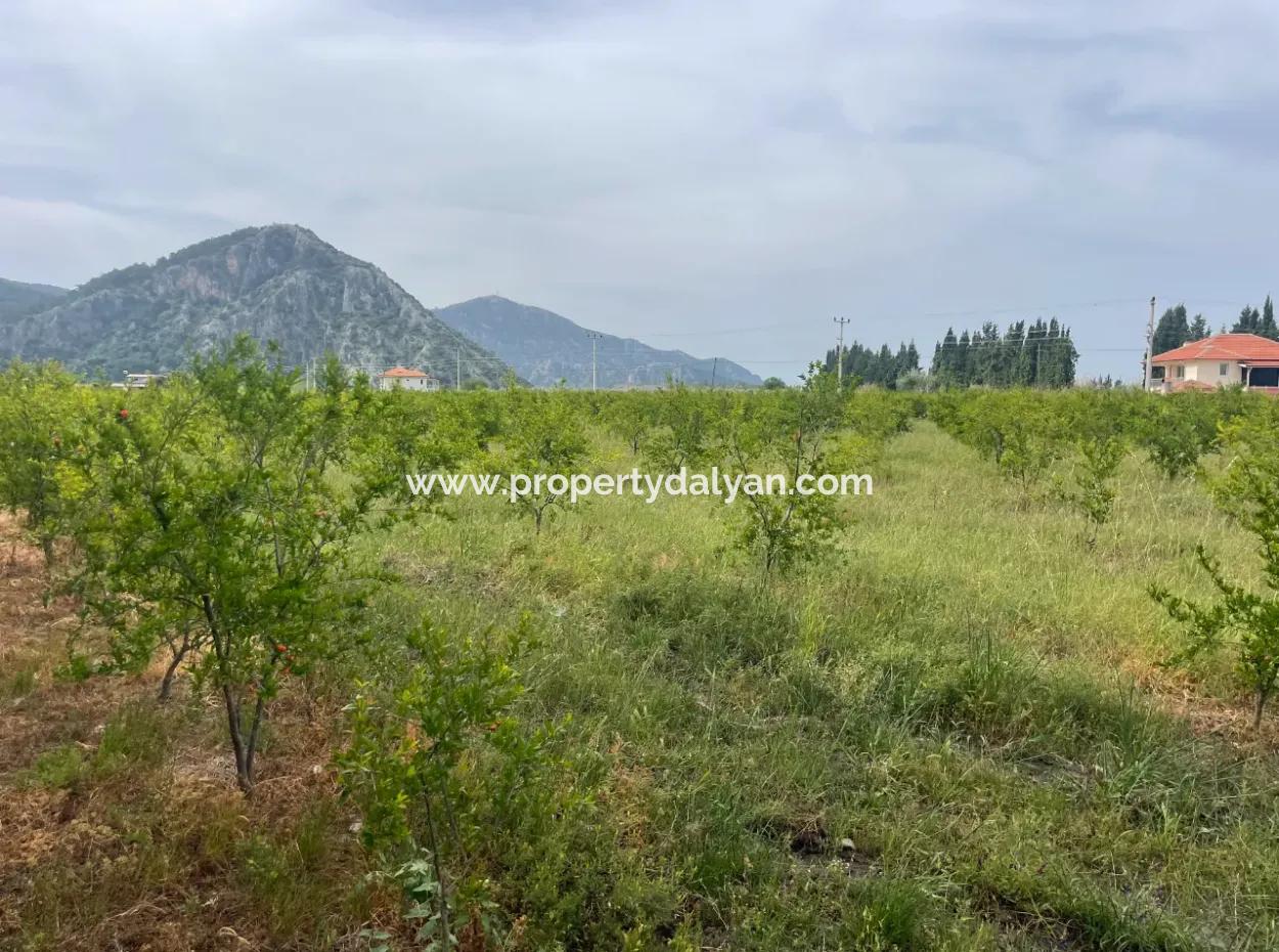 Feld Zu Verkaufen 6500M2 In Dalyan