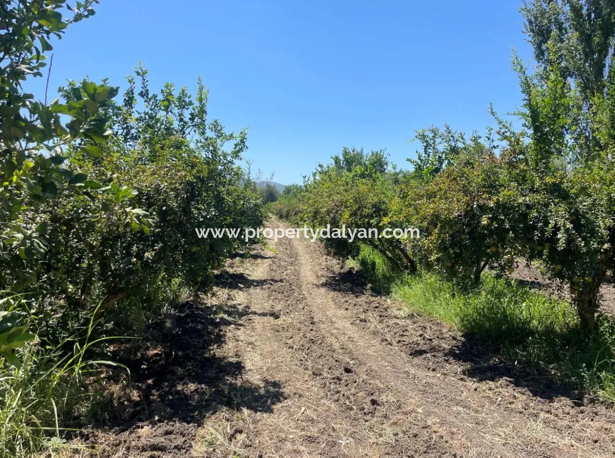 Straßenneuer 6820M2 Granatapfel- Und Zitronengarten Steht In Tepearası Zum Verkauf