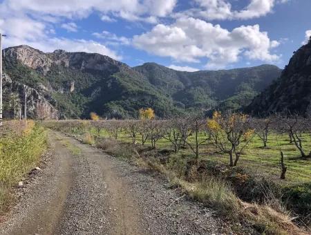 Grundstück Zu Verkaufen In Dalyan Istuzu Yollu Auf 24.000M2 Granatapfelgarten Zu Verkaufen