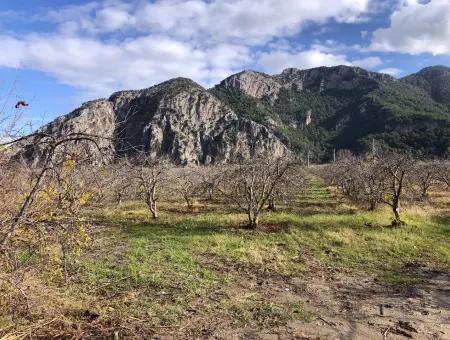 Grundstück Zu Verkaufen In Dalyan Istuzu Yollu Auf 24.000M2 Granatapfelgarten Zu Verkaufen