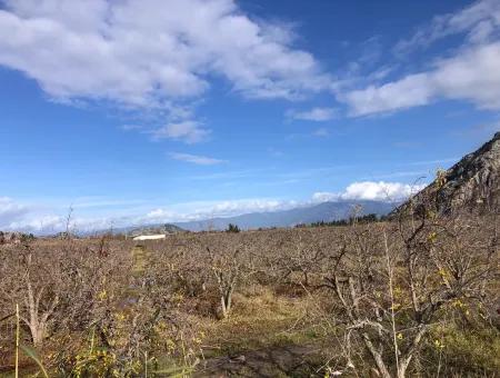 Grundstück Zu Verkaufen In Dalyan Istuzu Yollu Auf 24.000M2 Granatapfelgarten Zu Verkaufen