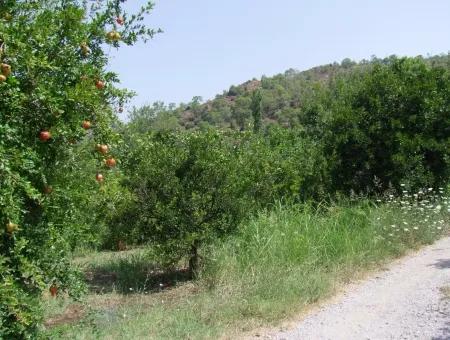 Land-Handlung Zum Verkauf Zum Verkauf In Oriya Yerbele 750M20