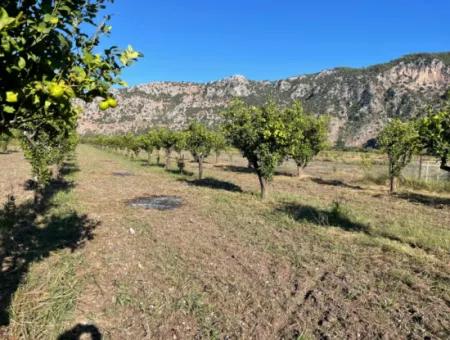 Grundstück Zum Verkauf In Dalyan In Der Nähe Des Zentrums Von 6600M2