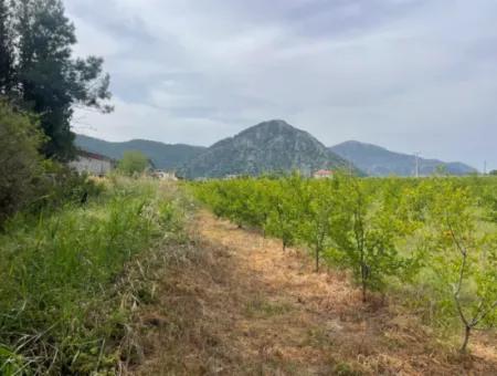 Feld Zu Verkaufen 6500M2 In Dalyan