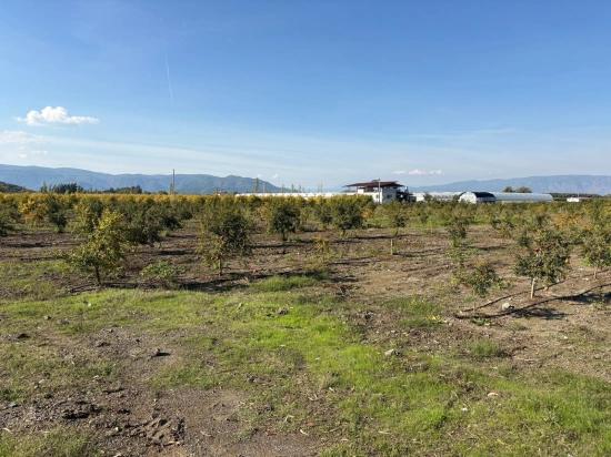 21500 M² Großer Granatapfelgarten In Eskiköy Zu Verkaufen