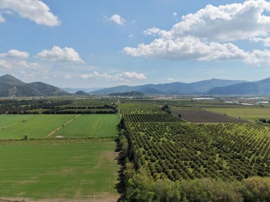 16.000 M² Großer Granatapfelgarten In Eskiköy Zu Verkaufen