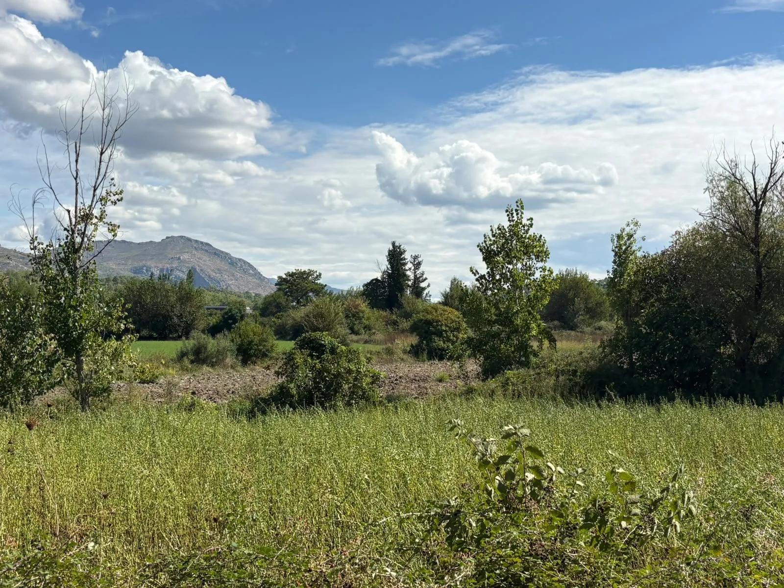 10.500 m2 field for sale In Köyceğiz Zeytinalanı