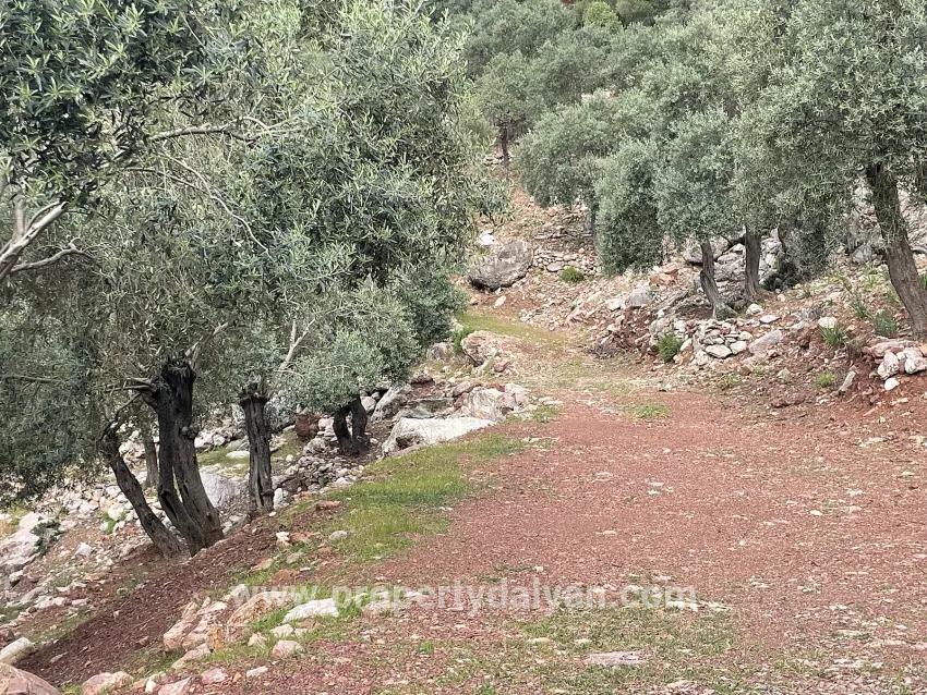 Field For sale in Ekincik Nbh. Köyceğiz - Olive Zoned - 7.000 m²