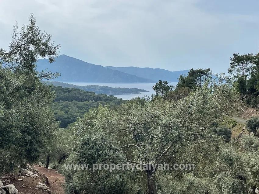 Field For sale in Ekincik Nbh. Köyceğiz - Olive Zoned - 7.000 m²