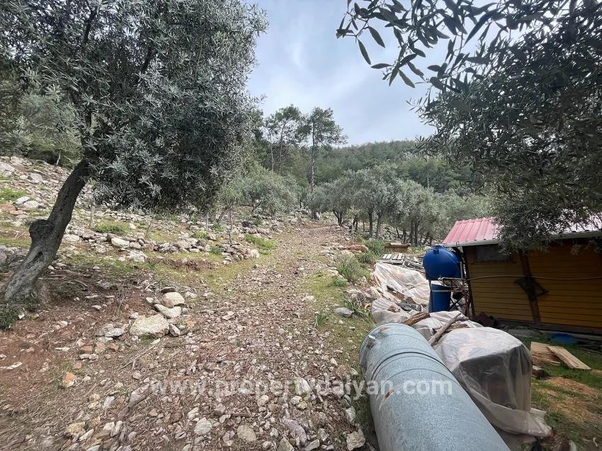 Field For sale in Ekincik Nbh. Köyceğiz - Olive Zoned - 7.000 m²