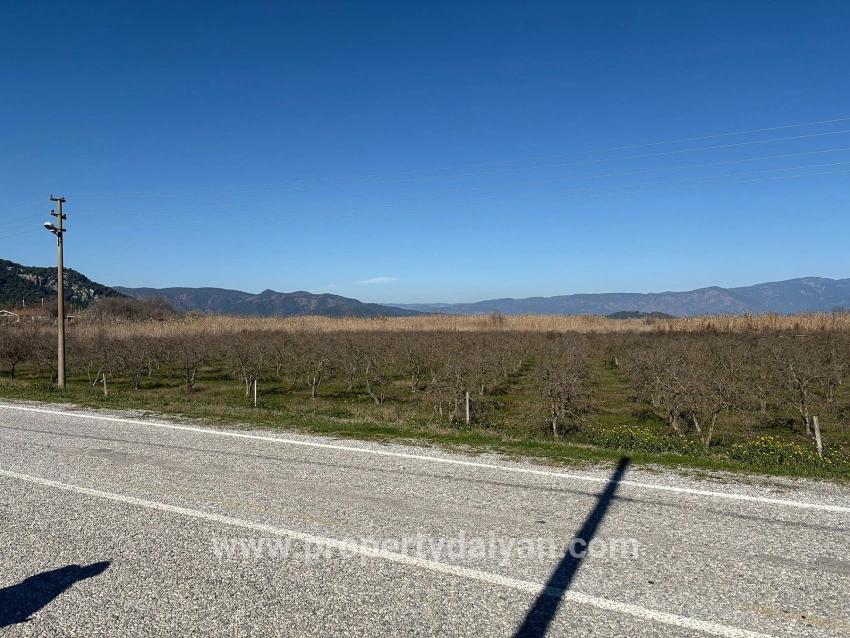 5985m2 Plot Of Land For Sale In Dalyan, Zoned For 5% Vineyard/orchard Use.