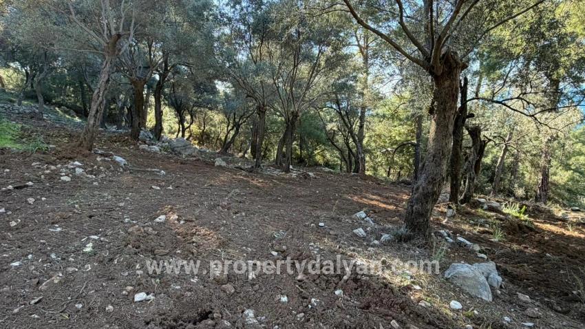 Field For sale in Çandır Nbh. Köyceğiz - Housing Zoned - 5.715 m²