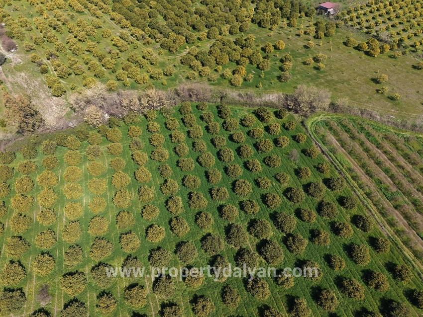 17.550m2 Vineyard-bahce For Sale Close To Dalyan Center
