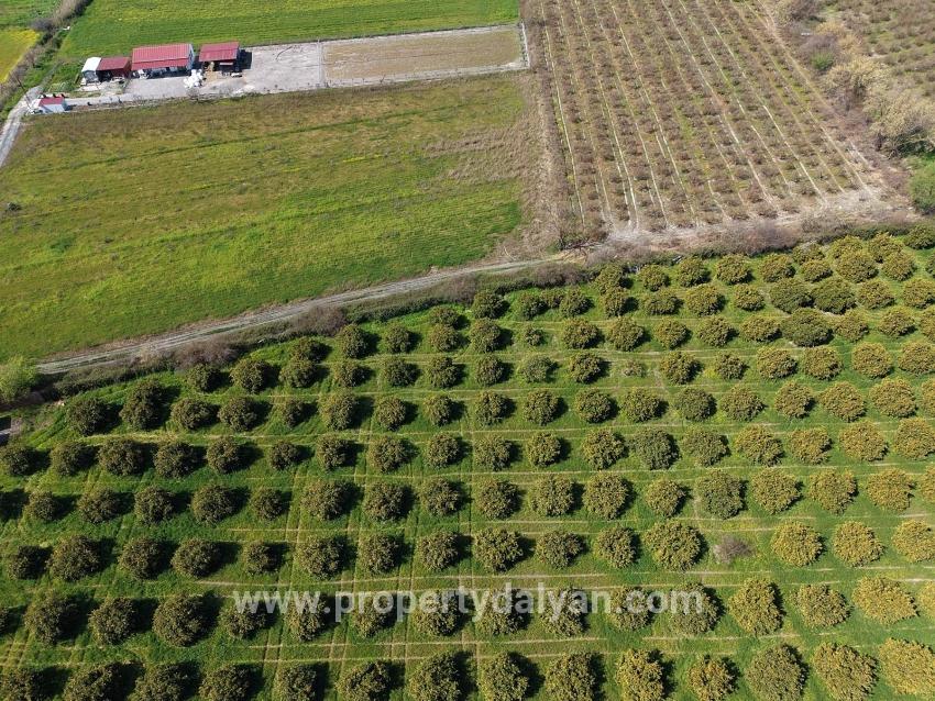 17.550m2 Vineyard-bahce For Sale Close To Dalyan Center