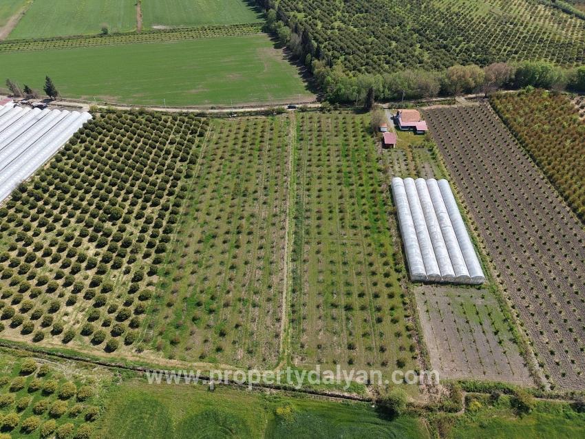 16,000 M² Pomegranate Orchard For Sale In Eskiköy