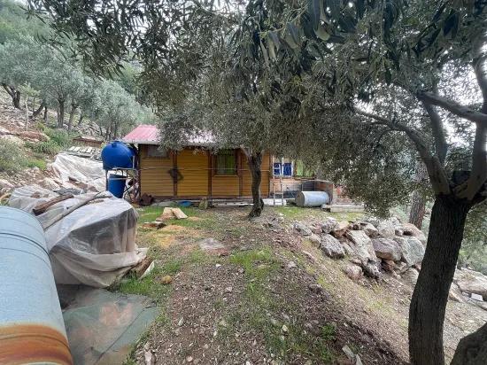 Köyceğiz Ekincik sea view 7.000m2 2b for sale olive grove