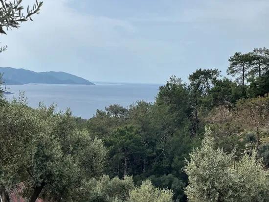 Köyceğiz Ekincik sea view 7.000m2 2b for sale olive grove