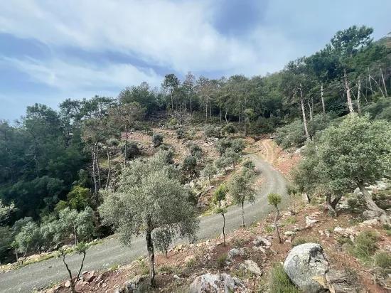 Köyceğiz Ekincik sea view 7.000m2 2b for sale olive grove