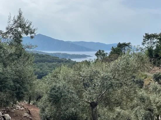 Köyceğiz Ekincik sea view 7.000m2 2b for sale olive grove