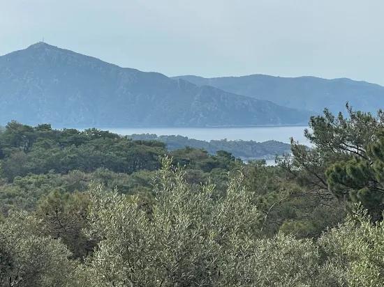 Köyceğiz Ekincik sea view 7.000m2 2b for sale olive grove