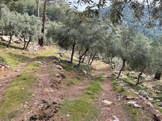 Köyceğiz Ekincik sea view 7.000m2 2b for sale olive grove