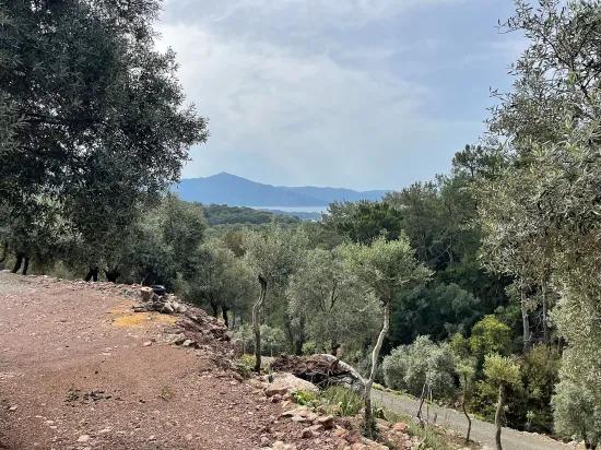 Köyceğiz Ekincik sea view 7.000m2 2b for sale olive grove