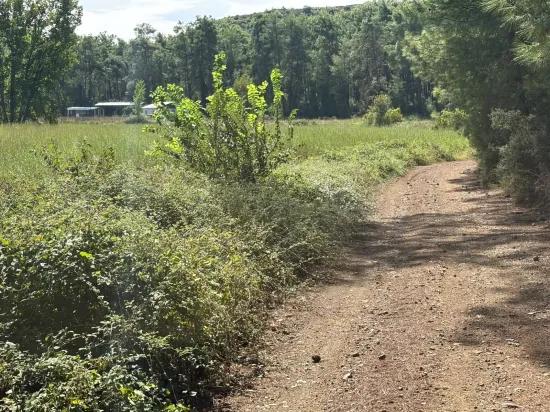 10.500 m2 field for sale In Köyceğiz Zeytinalanı