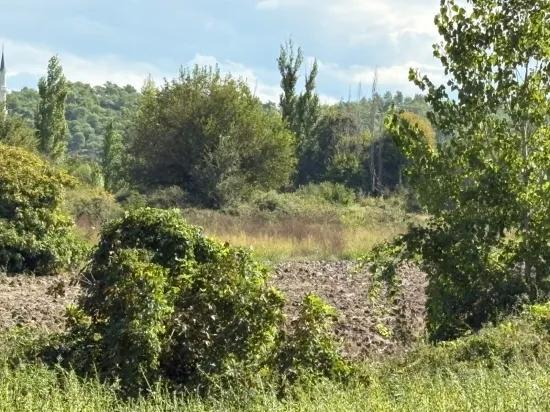 10.500 m2 field for sale In Köyceğiz Zeytinalanı