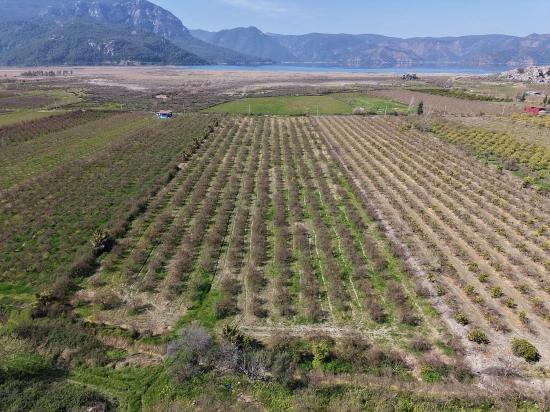 16.710m2 Pomegranate Garden For Sale With Lake View In Eskiköy