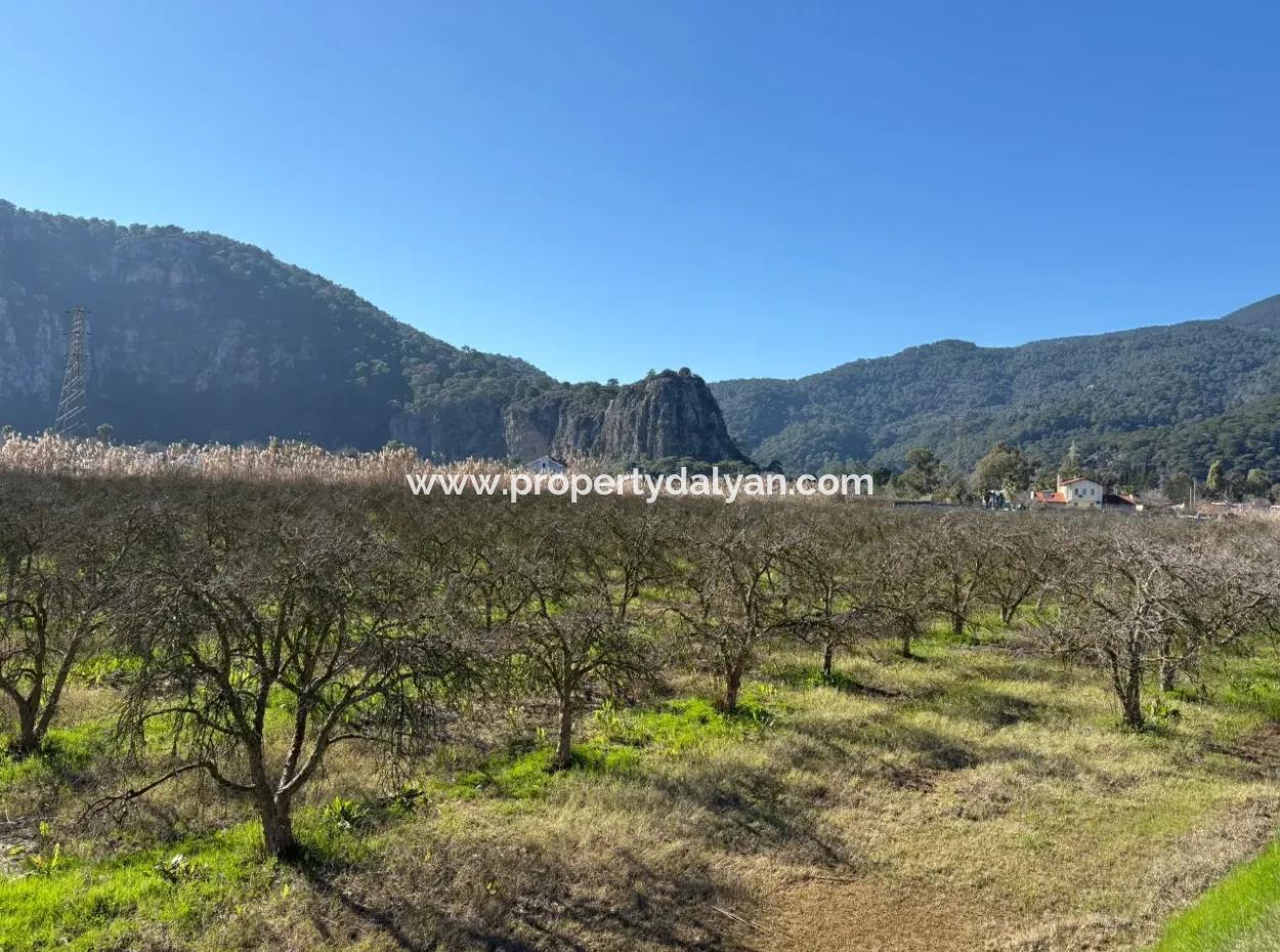 5985M2 5% Zoned Land For Sale In Dalyan As Vineyard Garden