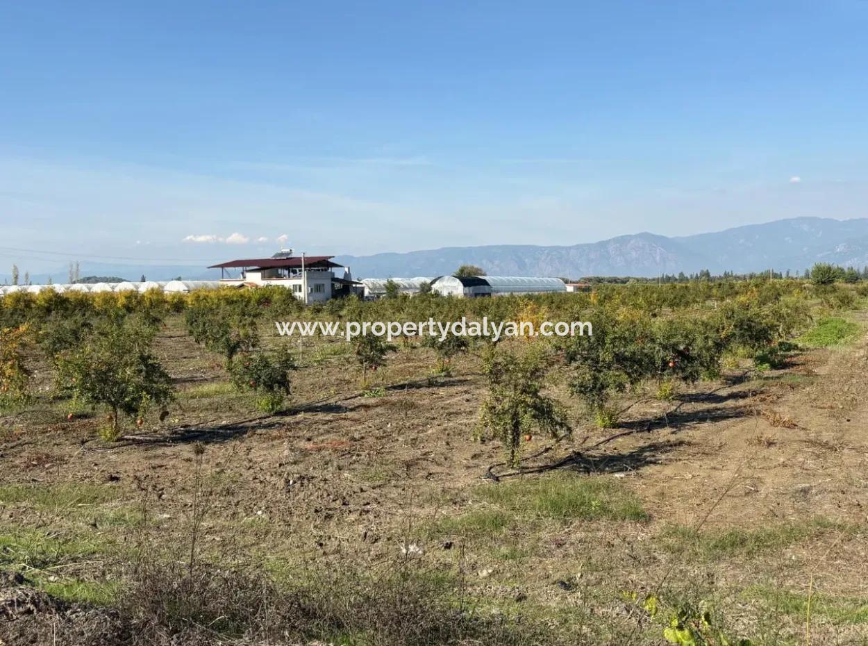 21500M2 Pomegranate Orchard For Sale In Eskiköy