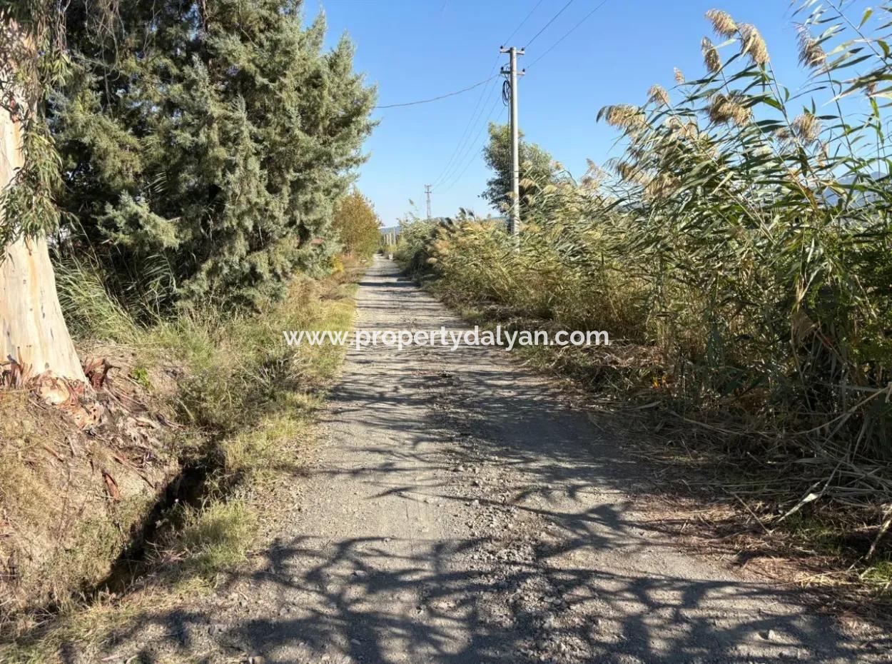 21500M2 Pomegranate Orchard For Sale In Eskiköy