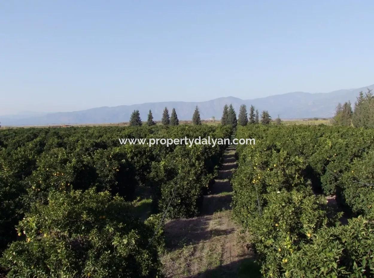 Garden For Sale In Oriya Tepearasi Between The Peak 65,000M2 Orange Garden For Sale