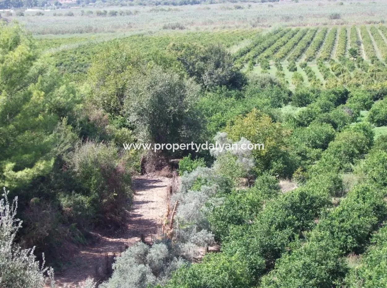 For Sale Farm For Sale In Dalyan 73410M2